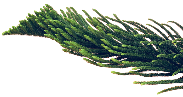 HartReach - Plant 1 Plant - Fern